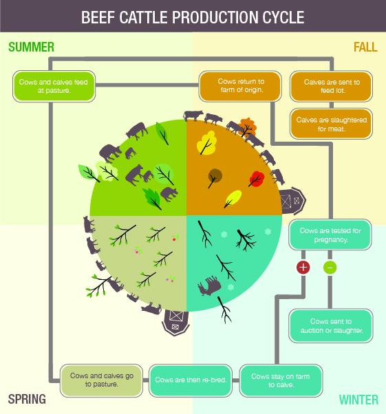 Infographic: Beef Production Cycle. Description follows.