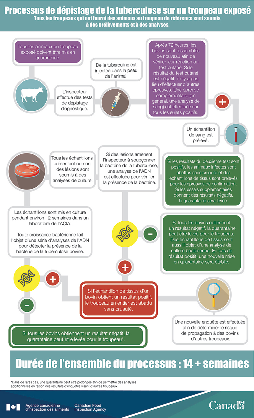 Infographie : Processus de dépistage de la tuberculose sur un troupeau retracé. Description ci-dessous.