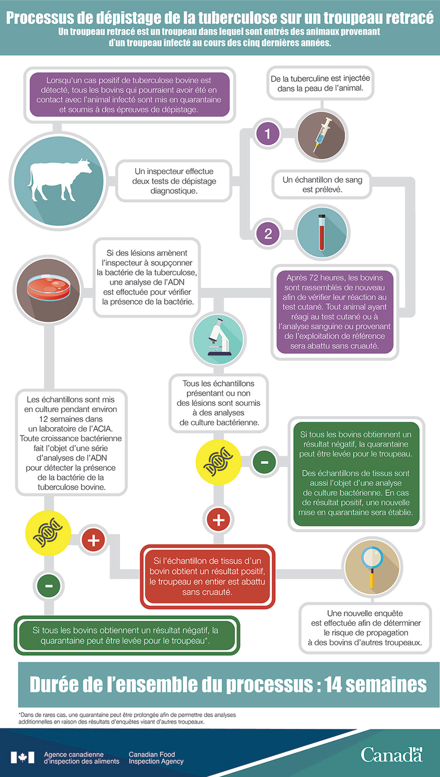 Infographie : Processus de dépistage de la tuberculose sur un troupeau retracé. Description ci-dessous.
