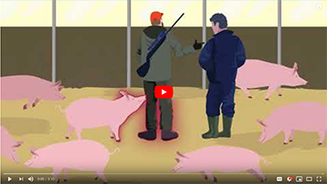 EFSA's guide on ASF: what it is and how to protect domestic pigs from infection.