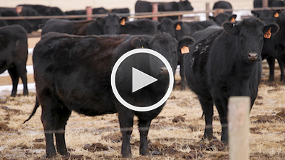 Video: Steps of the bovine TB investigation