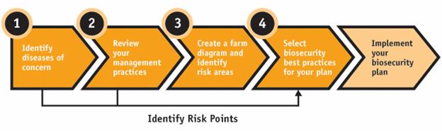 Figure 1 - Four steps in the development of a biosecurity plan and the final process. Description follows.