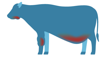 an example of a cow with signs of swelling and bloating