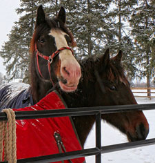 a photograph of 2 horses peering over the metal gate restricting entry to a snow covered pasture