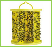 Picture of a yellow plastic cylinder shaped fly trip covered in flies