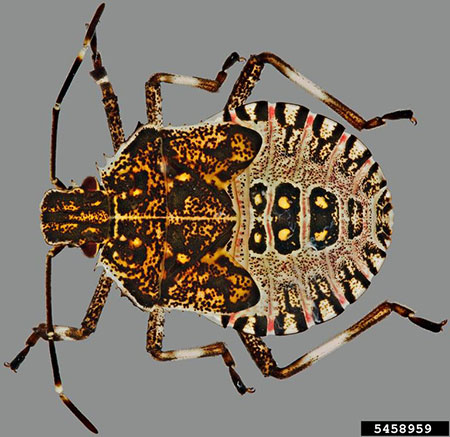 A photo of a brown marmorated stink bug (Halyomorpha halys) nymph.