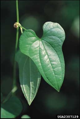 Chinese yam leaves