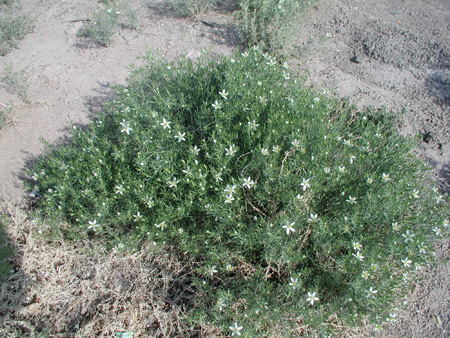 Whole African-rue plant