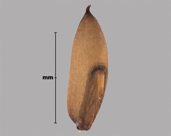 Photo - microstégie en osier (Microstegium vimineum), grain (caryopse)