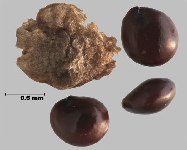 Tall water-hemp (Amaranthus tuberculatus) seeds and capsule