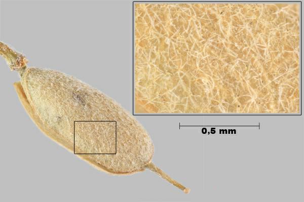 Bertéroa blanc (Berteroa incana) silicule, vue rapprochée de poils étoilés sur la surface