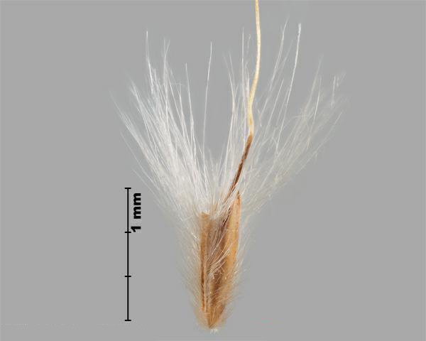 Silver beardgrass (Bothriochloa laguroides) spikelet, interior
