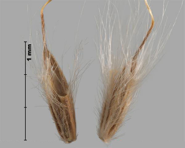 Silver beardgrass (Bothriochloa laguroides) spikelets