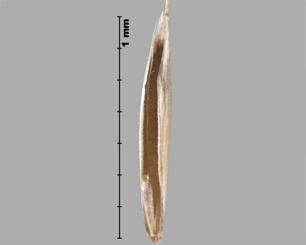 Brome des champs (Bromus arvensis) fleuron