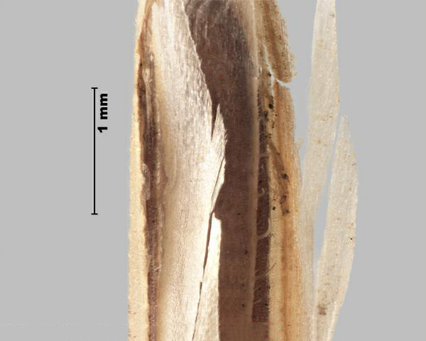 Brome des champs (Bromus arvensis), les bords enroulés vers l'intérieur