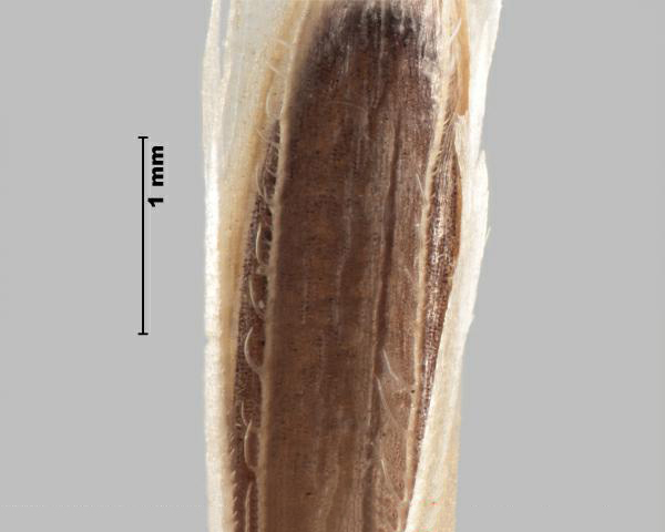 Brome des champs (Bromus arvensis), les dents de la paléole