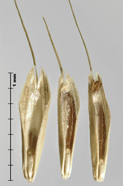 Figure 5 - Similar species: Japanese brome (Bromus japonicus) florets