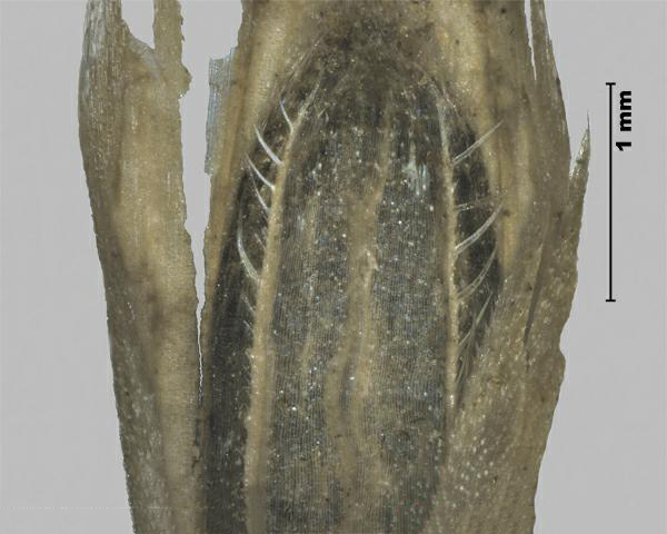 Figure 6 - Similar species: Japanese brome (Bromus japonicus) floret, palea teeth