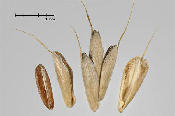 Figure 1 - Cheat (Bromus secalinus) caryopsis (L) and florets