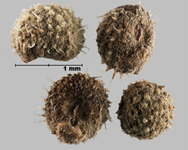 Figure 4 - Espèce semblable : Gaillet gratteron (Galium aparine) fruits