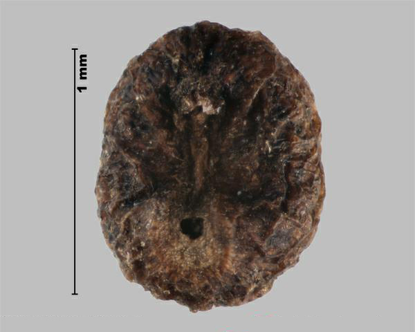 Figure 2 - False baby's breath (Galium mollugo) fruit