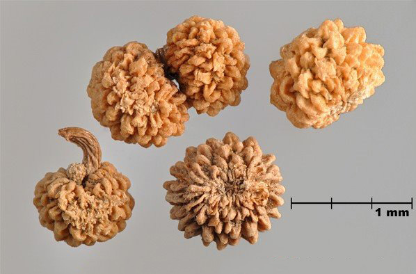 Figure 1 - Warty bedstraw (Galium verrucosum) schizocarp and fruits
