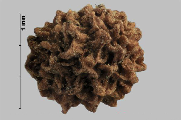 Figure 3 - Warty bedstraw (Galium verrucosum) fruit, outer side