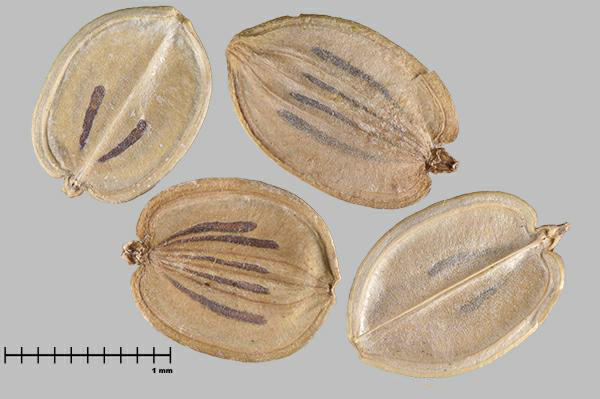 Figure 7 - Espèce semblable : Berce laineuse (Heracleum sphondylium subsp. montanum) méricarpes