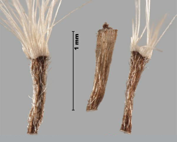 Figure 3 - British yellowhead (Inula britannica) immature achenes