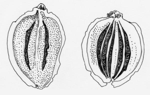 Figure 5 - Panais sauvage (Pastinaca sativa) méricarpes, la face intérieure (gauche) et la face extérieure (droite)