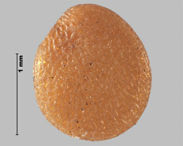 Figure 5 - Espèce semblable : Alkékenge (Physalis pubescens) graine