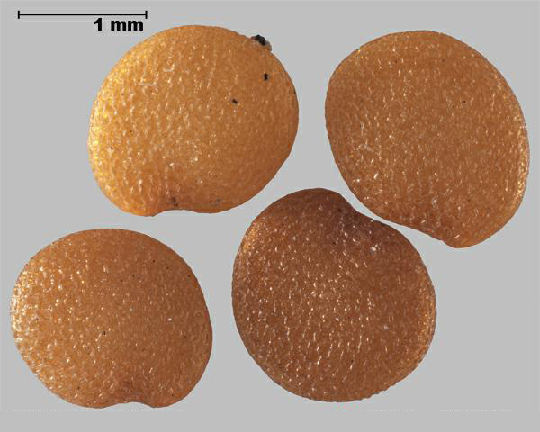 Figure 4 - Espèce semblable : Alkékenge (Physalis pubescens) graines
