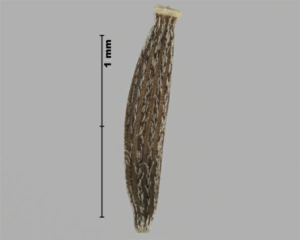 Figure 5 - Similar species: Common groundsel (Senecio vulgaris) achene