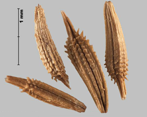 Figure 3 - Similar species: Dandelion (Taraxacum officinale) achenes