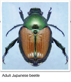 Adult Japanses beetle