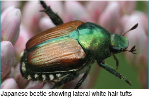 Japanese beetle showing lateral white hair tufts