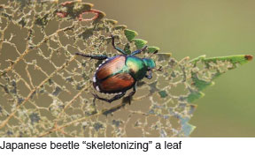 Japanese beetle 'skeletonizing' a leaf