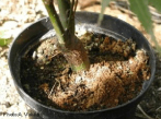 Dommages causés par le longicorne des agrumes à une plante en pot.