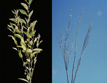 Figure 1: Witches broom symptoms on apple trees infected with Candidatus Phytoplasma mali