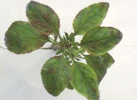 Figure 2: Leaf rosettes on apple tree infected with Candidatus Phytoplasma mali