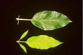 Figure 3: Leaf (bottom) with enlarged stipules and shortened petiole from a tree infected with Candidatus Phytoplasma mali, compared to a healthy leaf (top) (eppo.int)