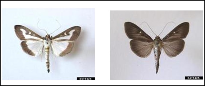 Figure 6. Adult Cydalima perspectalis (on the left is the common variant, and on the right is the 'melanic' variant)