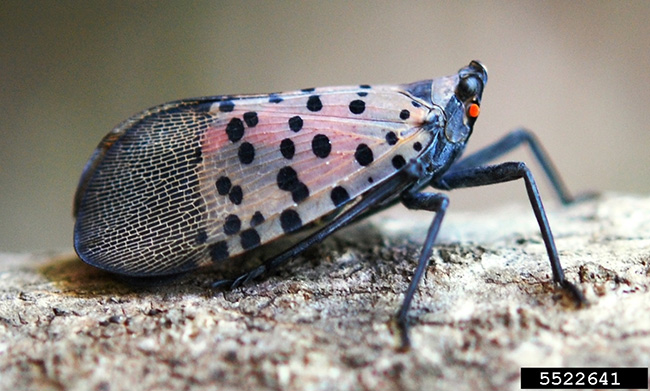 Adult spotted lanternfly (L. delicatula)