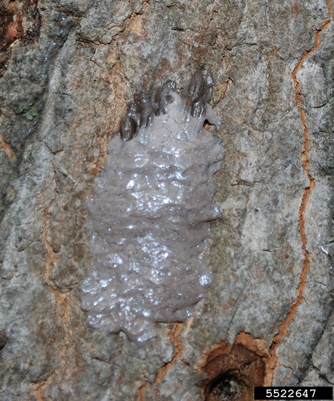 Spotted lanternfly egg mass, new