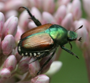 Figure 5, Adult Japanese Beetle