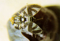 Adult fly