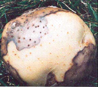 Pourriture molle externe, Erwinia carotovora subsp. Description ci-dessous.