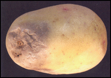 potato, Fusarium stem end rot