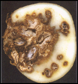 potato, Fusarium dry rot
