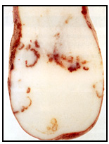 Picture 59 - Tabacco Rattle Virus - internal necrosis. Description follows.